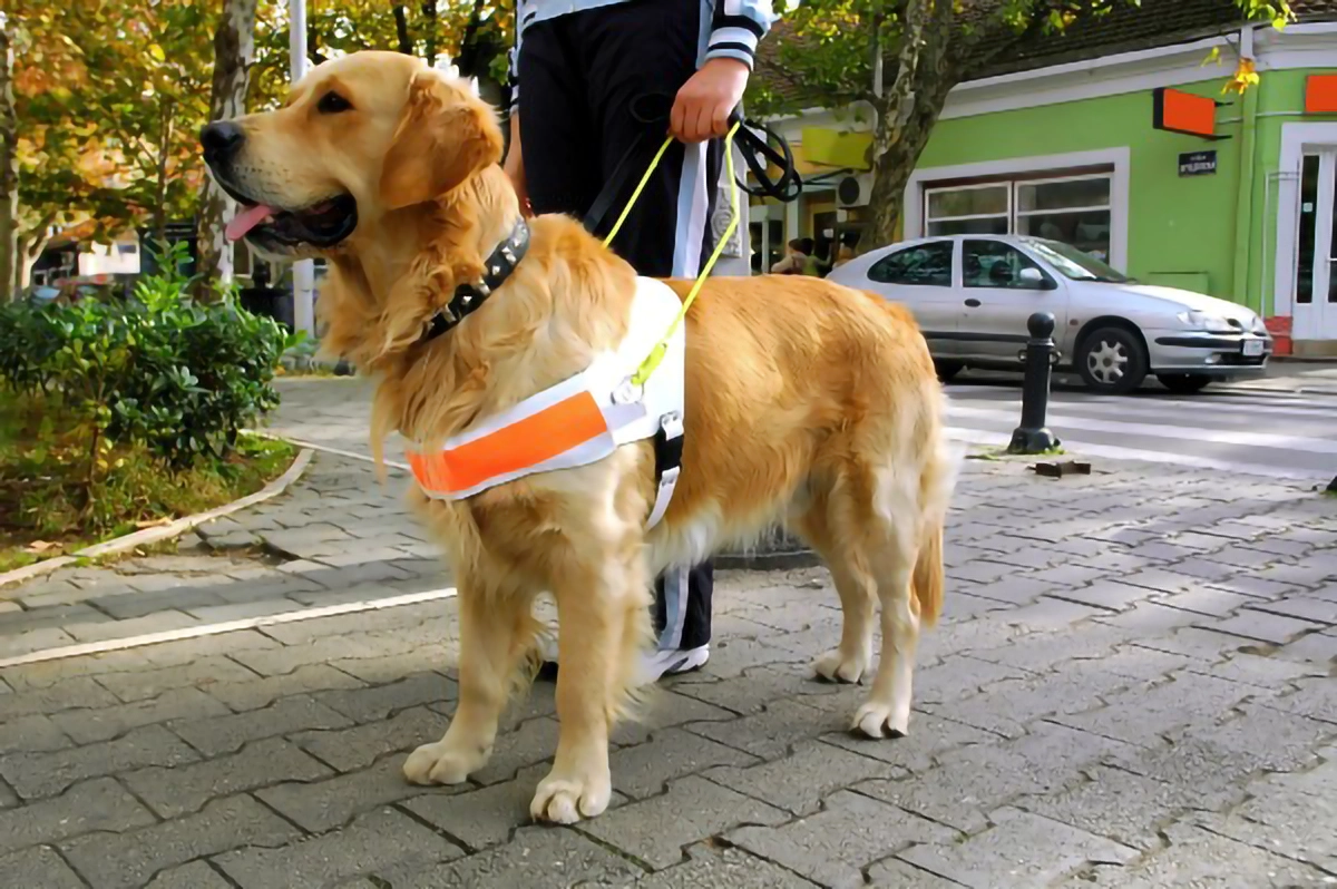 assistance-dogs